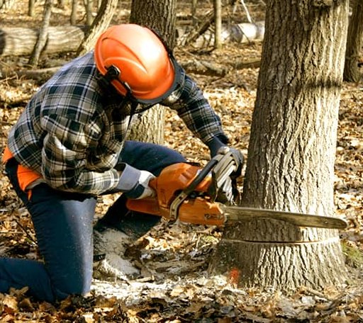 Tree Removal in Swarthmore, PA